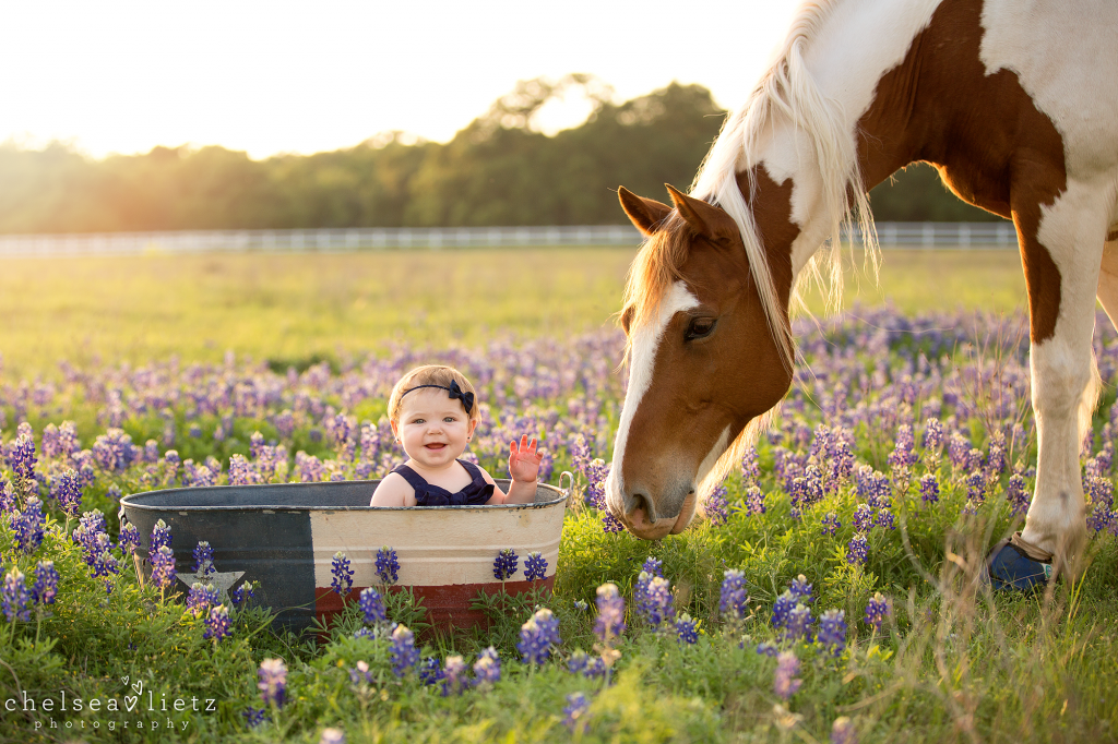 bluebonnet pictures near San Antonio and Stone Oak