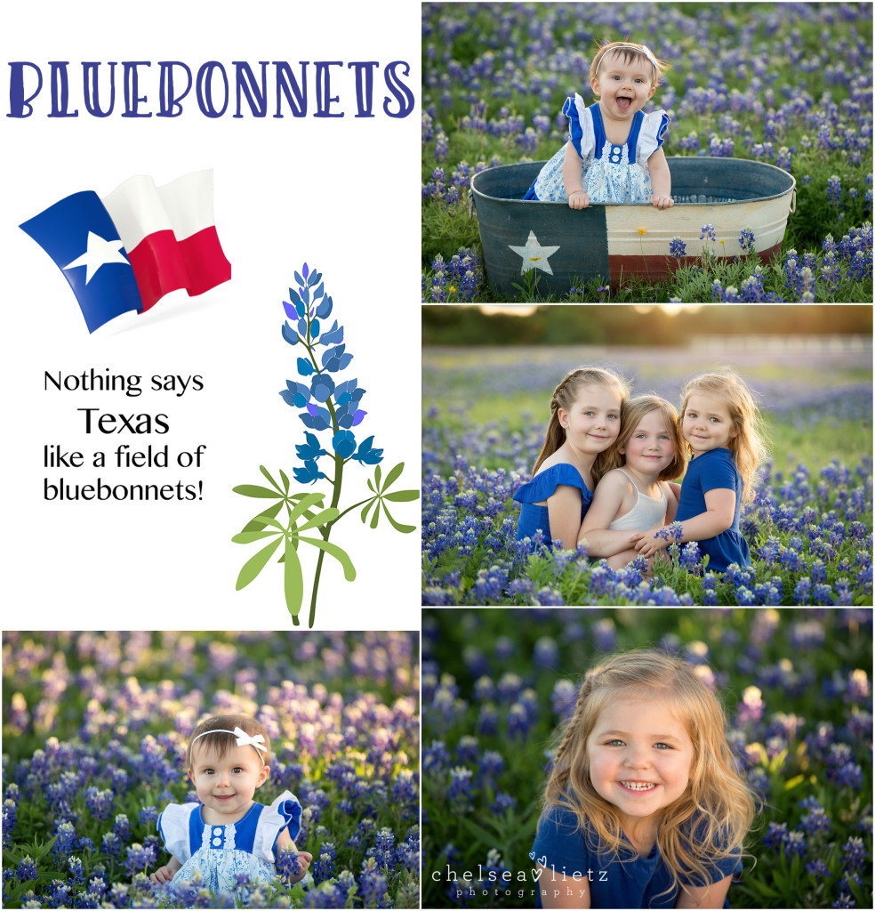 Bulverde bluebonnet photos | Chelsea Lietz Photography 