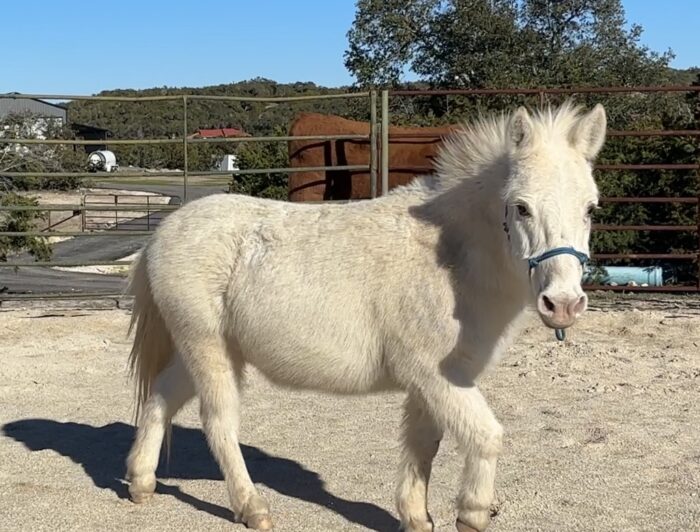 unicorn portraits in san antonio and bulverde